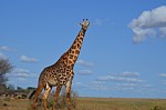 Safari Kenya 0275.jpg